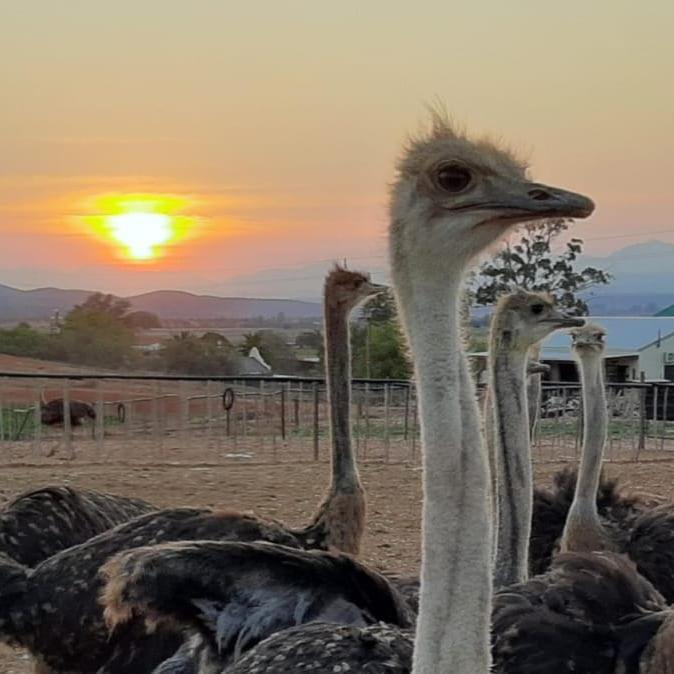 Pureplaas Self Catering Volmoed Oudtshoorn Klein Karoo Apartment Bagian luar foto