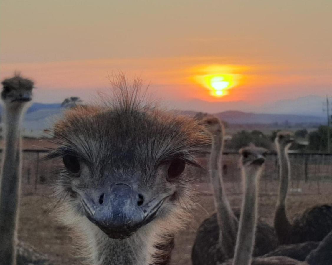 Pureplaas Self Catering Volmoed Oudtshoorn Klein Karoo Apartment Bagian luar foto